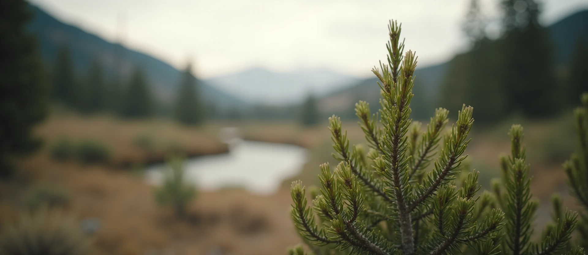 Symbolizing Stability/Peak: A local Quaking Aspen distant Sierra horizon. - AI Generated