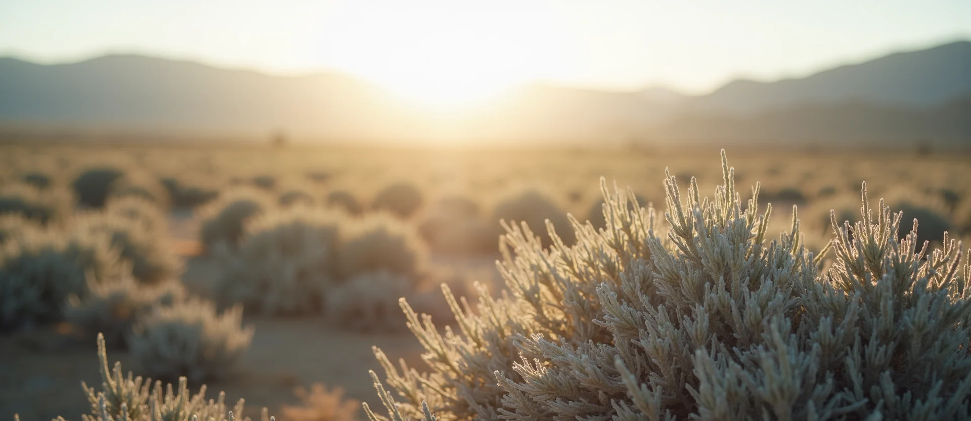 Symbolizing Stability/Peak: A local Desert Peach distant Sierra horizon. - AI Generated