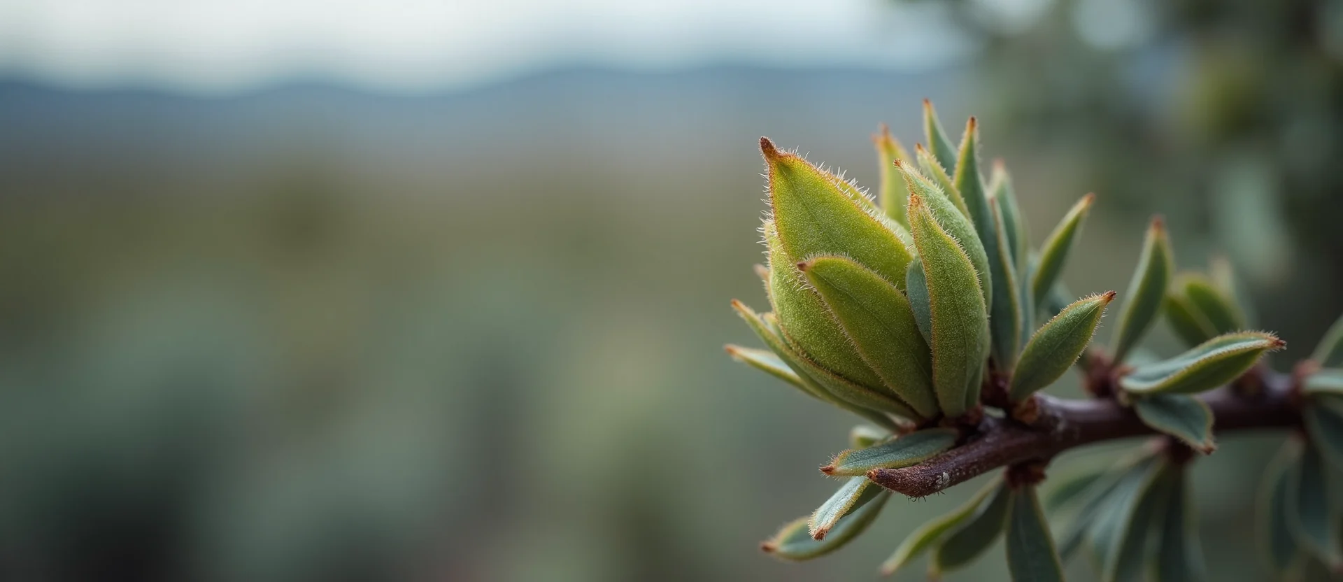 Symbolizing Seed/New Beginning: A local Rabbitbrush new green bud on a branch. - AI Generated