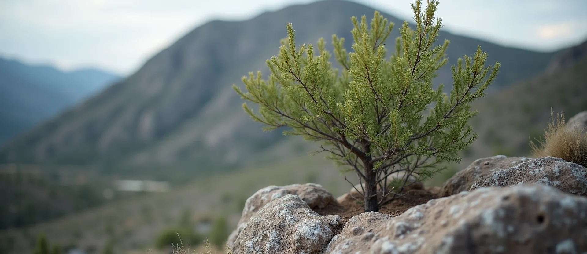 Symbolizing Growth/Resilience: A local Sagebrush (Artemisia tridentata) tree growing out of a rock cleft. - AI Generated