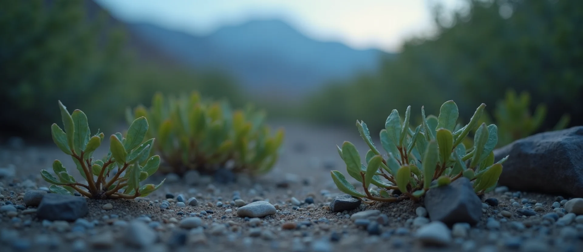 Symbolizing Flow/Cleansing: A local Manzanita raindrops on desert leaves. - AI Generated