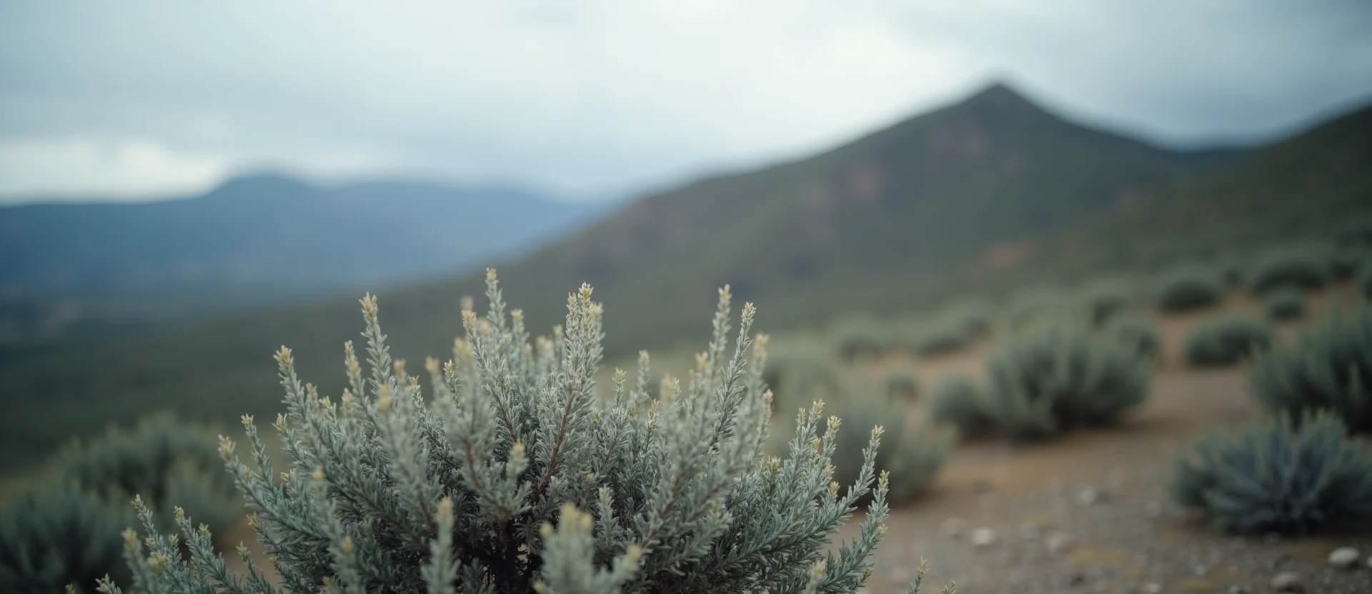 Symbolizing Stability/Peak: A local Sierra Juniper solid mountain ridge. - AI Generated