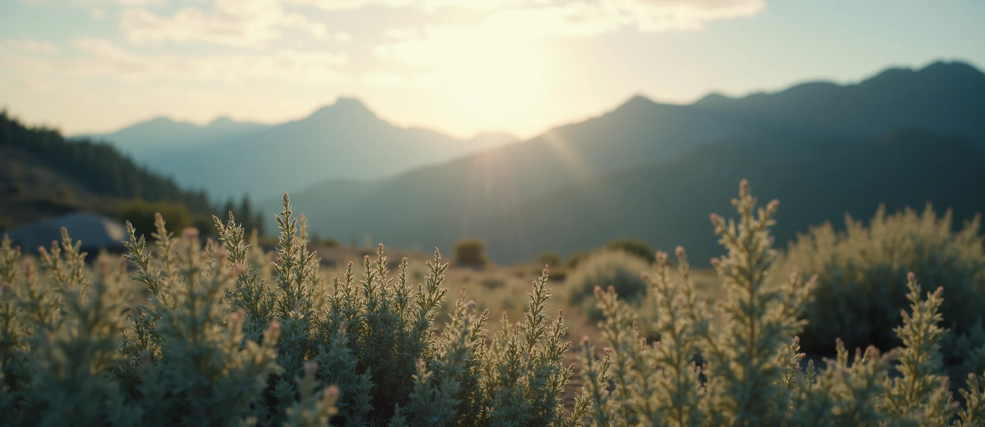 Symbolizing Identity/Local: A local Indian Paintbrush Peavine Mountain silhouette. - AI Generated