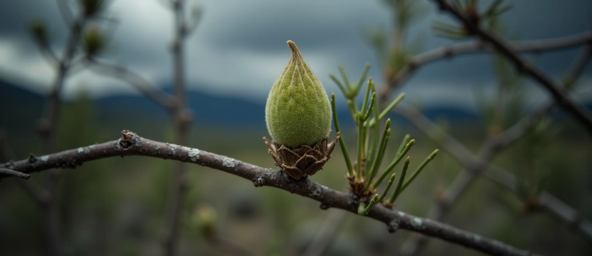 Symbolizing Seed/New Beginning: A local Quaking Aspen new green bud on a branch. - AI Generated