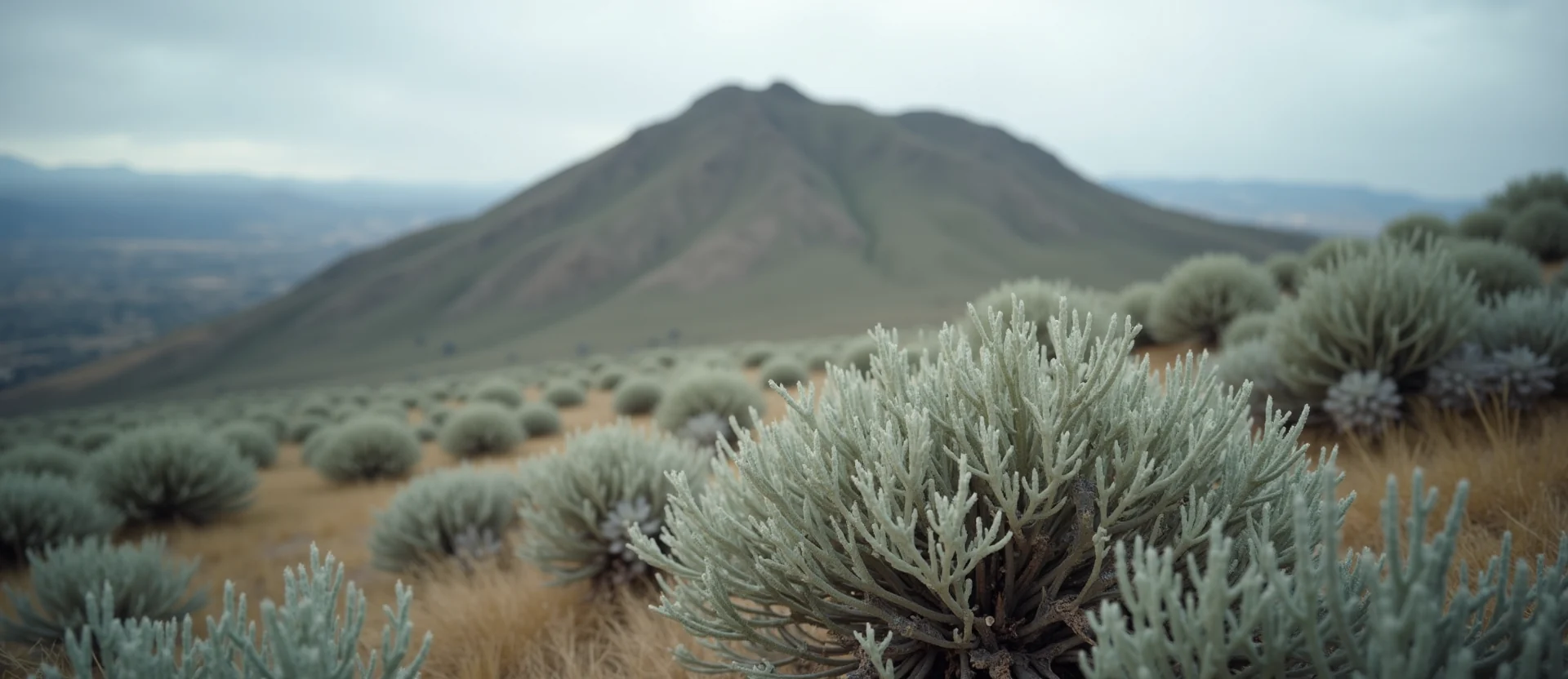 Symbolizing Stability/Peak: A local Mountain Mahogany solid mountain ridge. - AI Generated