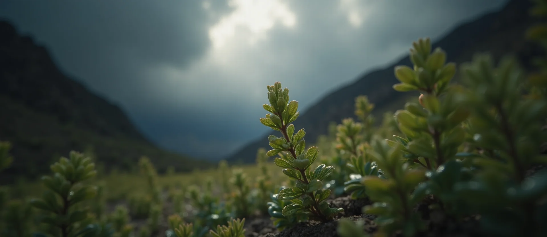 Symbolizing Seed/New Beginning: A local Desert Peach new green bud on a branch. - AI Generated