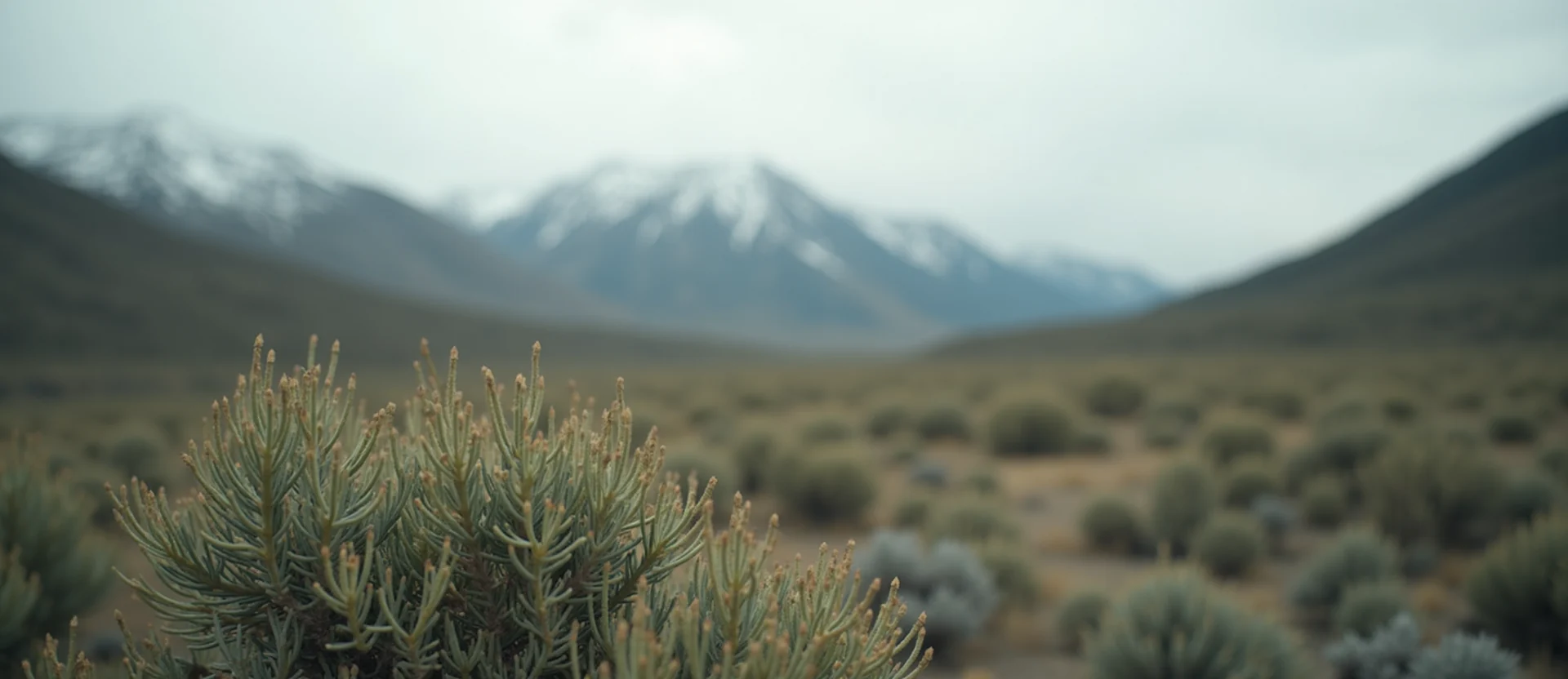 Symbolizing Identity/Local: A local Rabbitbrush Peavine Mountain silhouette. - AI Generated
