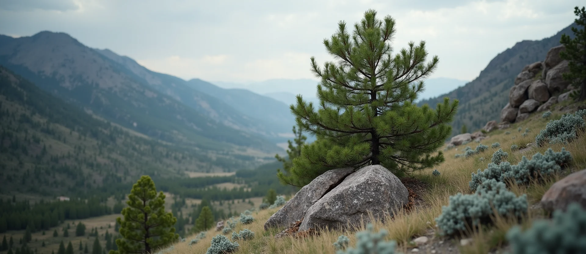 Symbolizing Growth/Resilience: A local Indian Paintbrush tree growing out of a rock cleft. - AI Generated