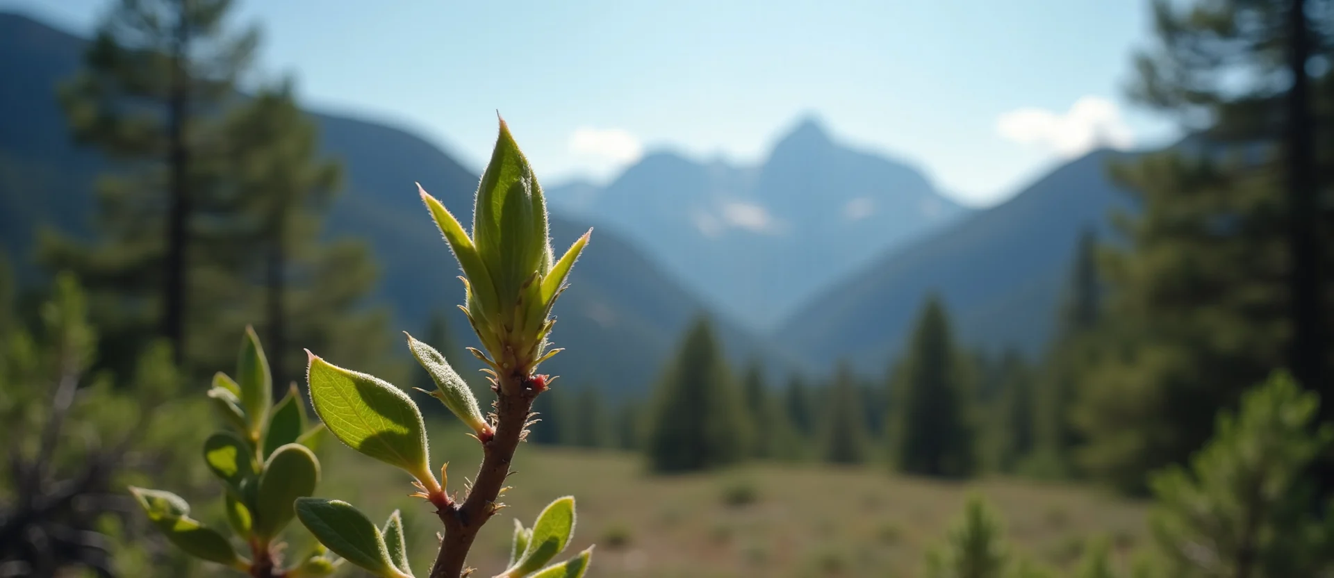 Symbolizing Seed/New Beginning: A local Ponderosa Pine new green bud on a branch. - AI Generated