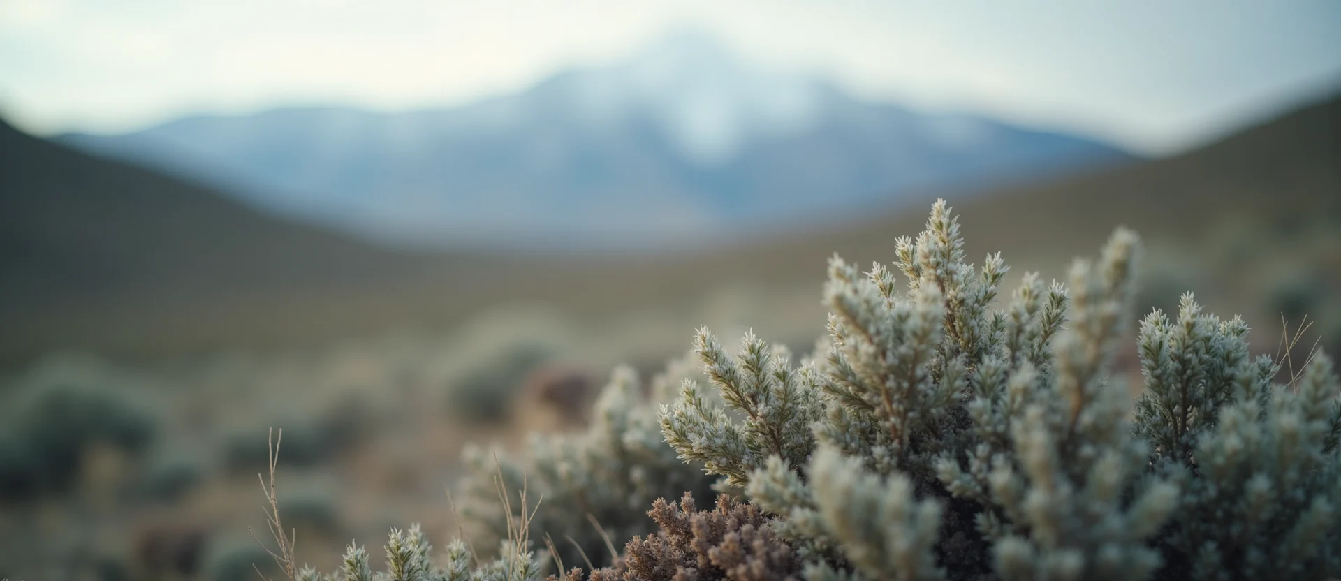 Symbolizing Identity/Local: A local Rabbitbrush Sierra Nevada skyline. - AI Generated