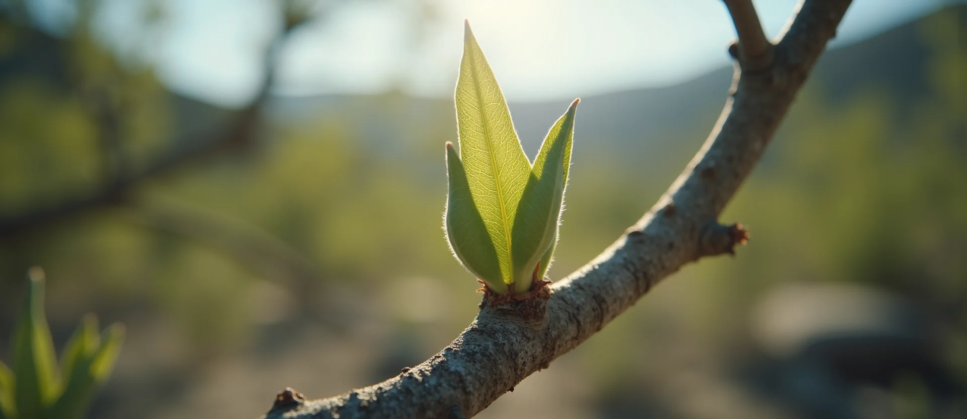 Symbolizing Seed/New Beginning: A local Manzanita new green bud on a branch. - AI Generated