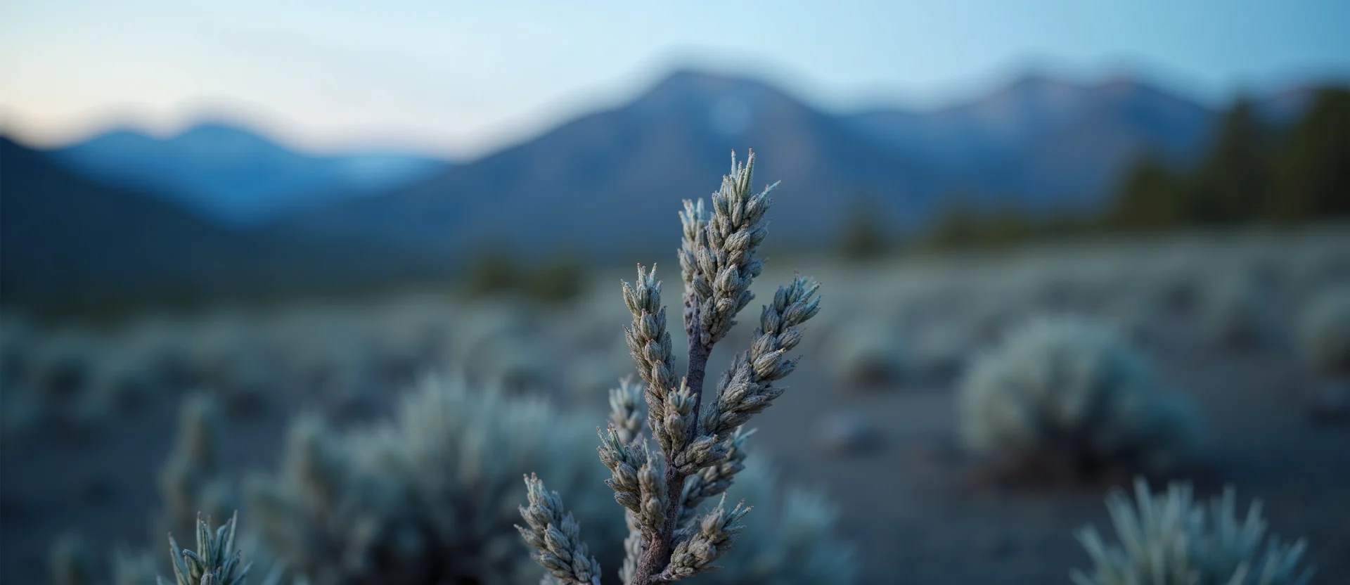 Symbolizing Growth/Resilience: A local Indian Paintbrush new branch reaching for the sky. - AI Generated