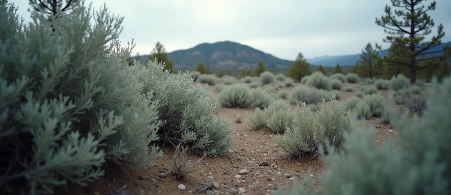Symbolizing Stability/Peak: A local Mountain Mahogany distant Sierra horizon. - AI Generated