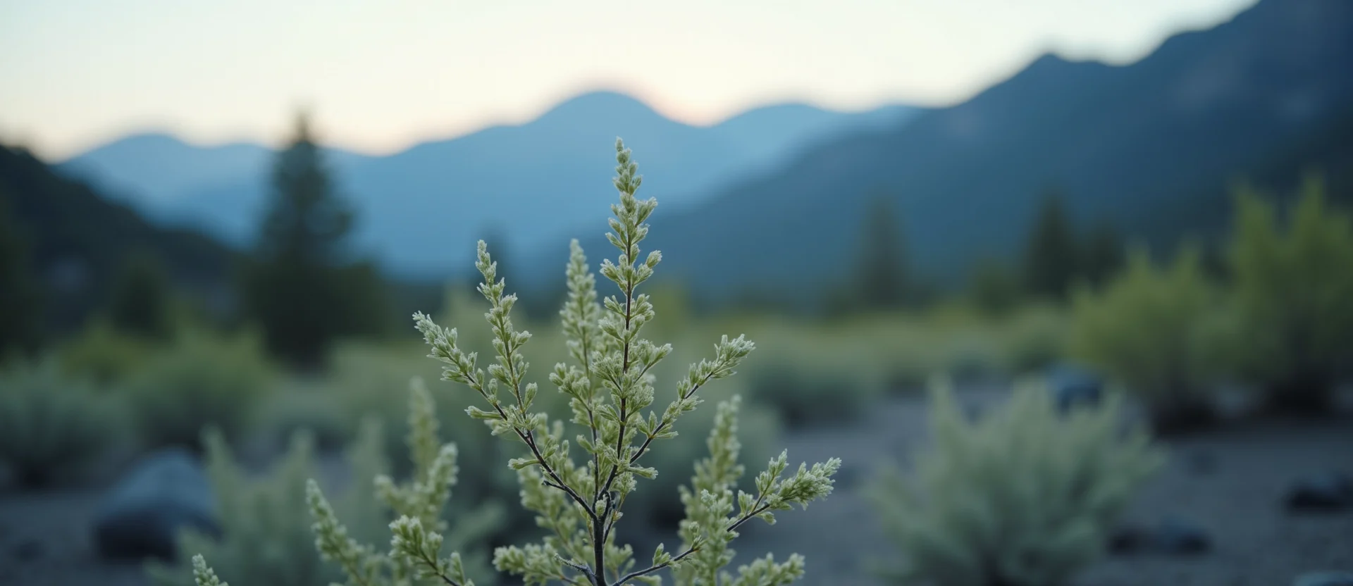 Symbolizing Identity/Local: A local Desert Peach Mt. Rose foothills. - AI Generated