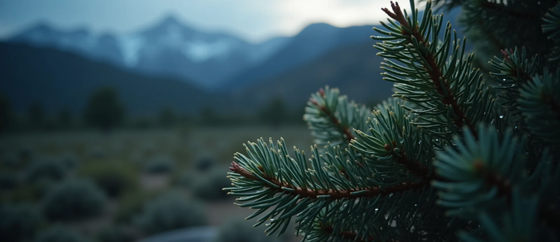 Symbolizing Flow/Cleansing: A local Sierra Juniper raindrops on desert leaves. - AI Generated